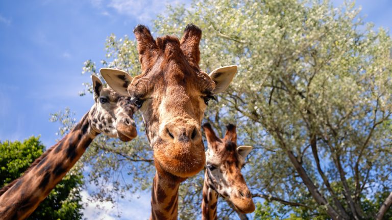 GIRAFFES JUNE 2024 PHILIP JOYCE